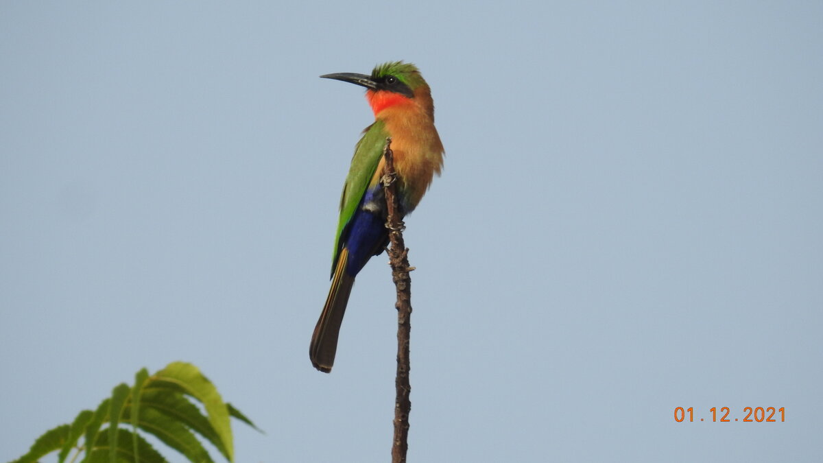 Red-Throated Bee-Eater